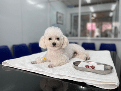 phòng khám thú cưng 247 pet clinic