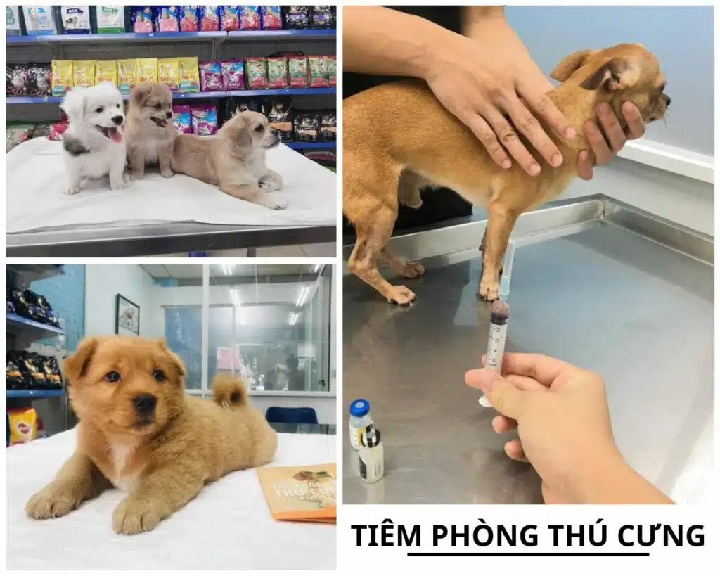 Tiêm phòng cho thú cưng