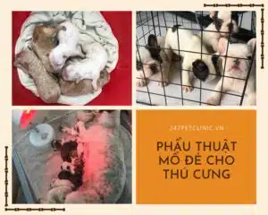 phẩu thuật mổ đẻ cho thú cưng