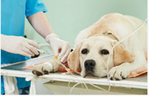 Truyền nhỏ giọt qua tĩnh mạch là phương pháp ưu tiên để thay thế chất lỏng bị mất ở chó bị CPV vì đường tiêu hóa của những con chó bị bệnh thường gặp khó khăn và không thể chịu đựng hoặc hấp thụ những gì chó cần.