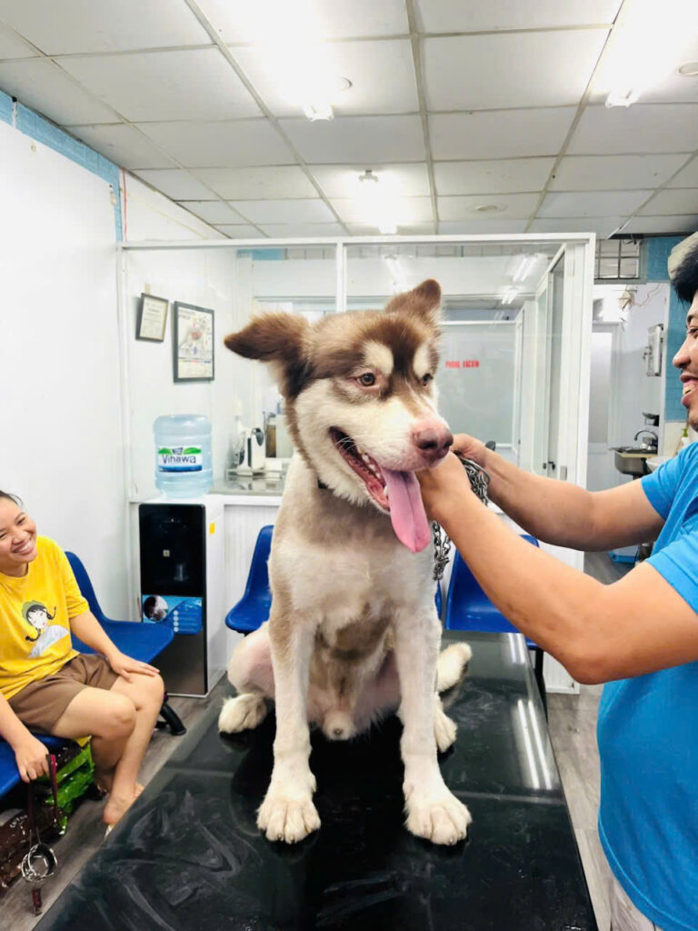 phòng khám thú cưng 247 pet clinic