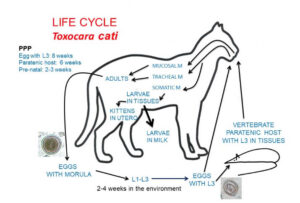 phòng khám thú cưng 247 pet clinic